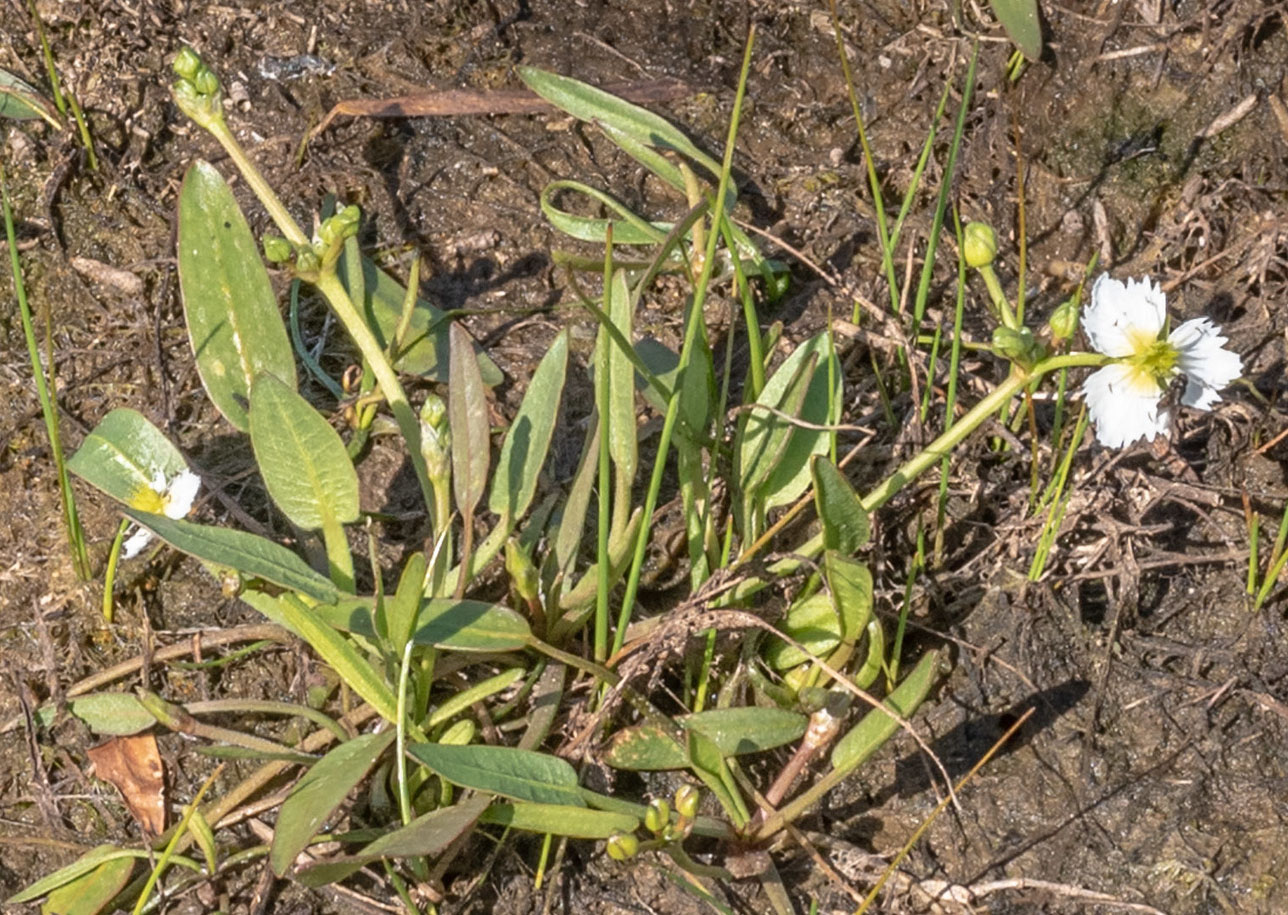 Tim Messick (https://www.inaturalist.org/observations/109328247)